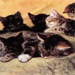 La preciosa leyenda de las gatas Carey: ¿La conocías?