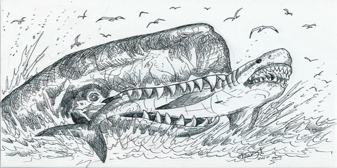 Megalodón, Dibujo, datos sobre el megalodón