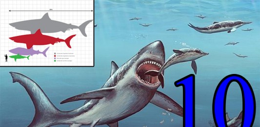 10 terroríficos datos sobre el Megalodón que DEBES saber 10 terroríficos datos sobre el Megalodón que DEBES saber