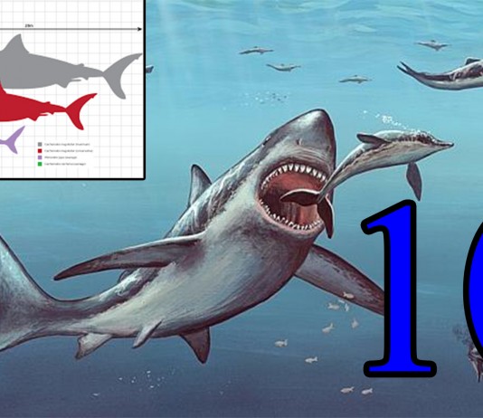 10 terroríficos datos sobre el Megalodón que DEBES saber