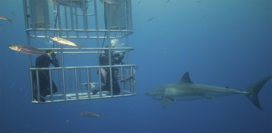 ¿Qué música ATRAE a los grandes tiburones? ¿Lo adivinas? ¿Qué música ATRAE a los grandes tiburones? ¿Lo adivinas?