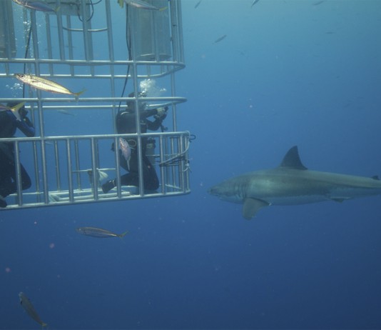 ¿Qué música ATRAE a los grandes tiburones? ¿Lo adivinas?