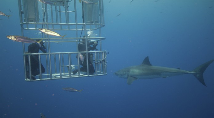 ¿Qué música ATRAE a los grandes tiburones? ¿Lo adivinas?