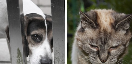 ¿Tu mascota sufre DEMENCIA? ¡Atento a los síntomas!