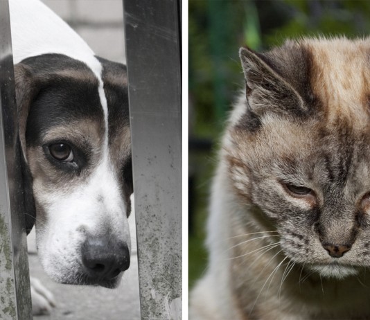 ¿Tu mascota sufre DEMENCIA? ¡Atento a los síntomas!