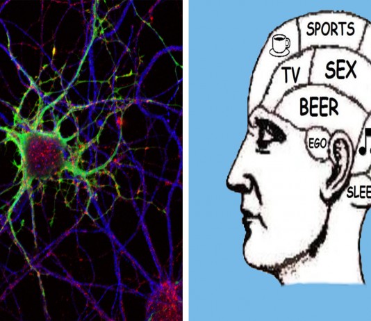 El extraño caso de las 2 neuronas masculinas El extraño caso de las 2 neuronas masculinas