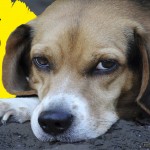 15 cosas que tu perro NO debería comer JAMÁS