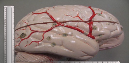 ¿El tamaño de tu cerebro determina tu inteligencia? ¿El tamaño de tu cerebro determina tu inteligencia?