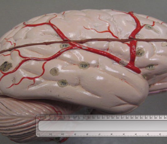 ¿El tamaño de tu cerebro determina tu inteligencia?