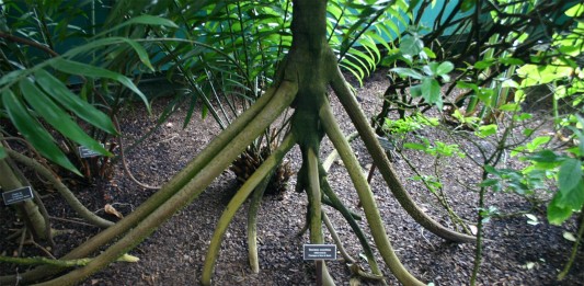 La leyenda de la palma caminante