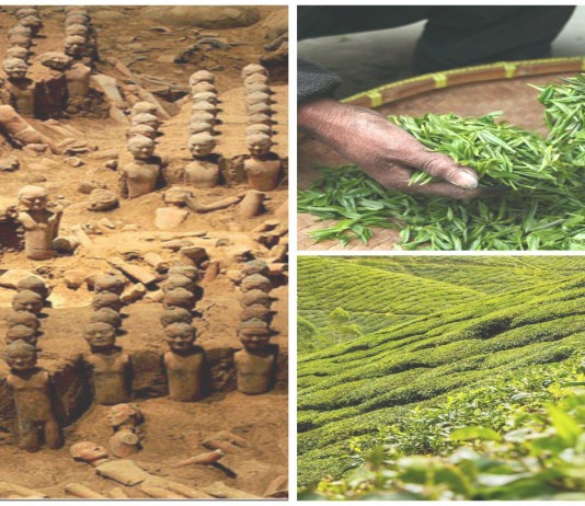 Historia del te más antiguo del mundo