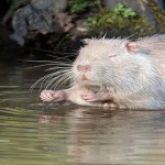 Albinismo en animales y plantas: ¡Asombroso!
