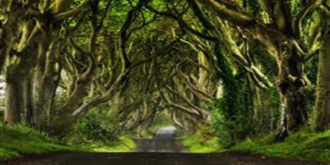 The Dark Hedges, un camino de película de terror en Irlanda del Norte (Copy)
