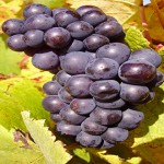 Uvas, cosas que tu perro NO debería comer