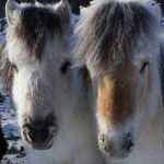 Yakutos, los caballos que resisten temperaturas de -70ºC