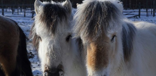 Yakutos, los caballos que resisten temperaturas de -70ºC Yakutos, los caballos que resisten temperaturas de -70ºC
