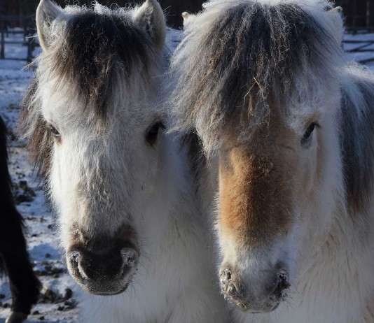 Yakutos, los caballos que resisten temperaturas de -70ºC
