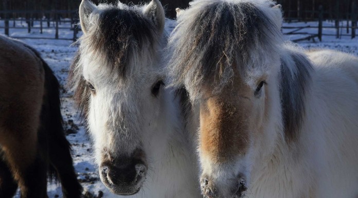 Yakutos, los caballos que resisten temperaturas de -70ºC