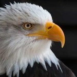 águila, animal tótem