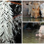 Albinismo en animales y plantas: ¡Asombroso!