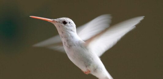 Albinismo en animales | Descubre sus peculiaridades albinismo en animales