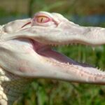 albinismo en animales