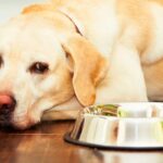 alimentos que no pueden comer los perros
