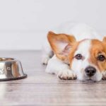 alimentos que no pueden comer los perros