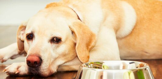 alimentos que no pueden comer los perros