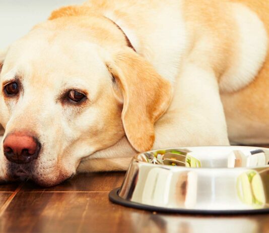 alimentos que no pueden comer los perros