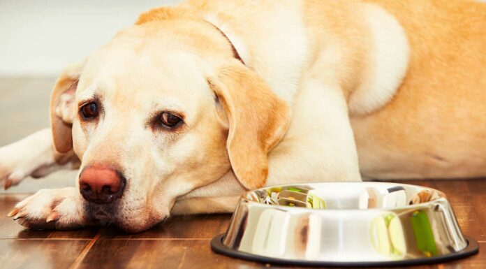 alimentos que no pueden comer los perros
