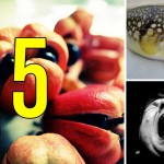 Los 5 alimentos más LETALES del mundo