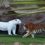 Albinismo en animales y plantas: ¡Asombroso!