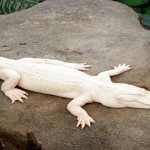 Albinismo en animales y plantas: ¡Asombroso!
