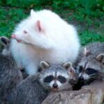 animales albinos