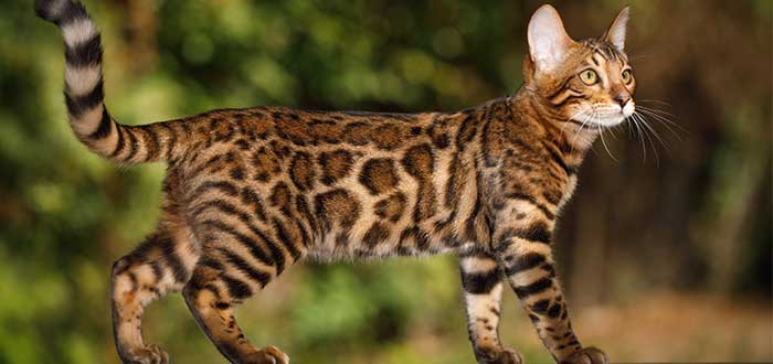 12 razas de gatos raras - Gato de Bengala