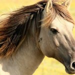 caballo, animal tótem