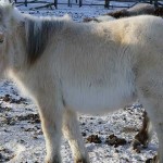 caballo yakut