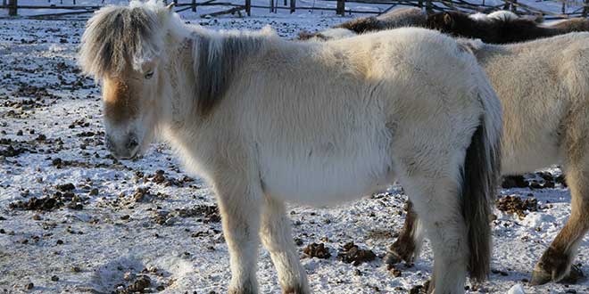 caballo-yakut