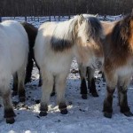 Yakutos, los caballos que resisten temperaturas de -70ºC