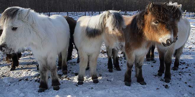 caballos-yakut