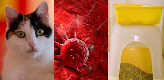 ¿La caca de gato puede curar el cáncer?
