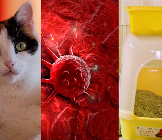 ¿La caca de gato puede curar el cáncer?