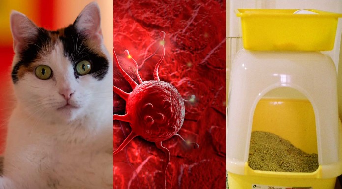 ¿La caca de gato puede curar el cáncer?