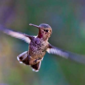 Un colibrí