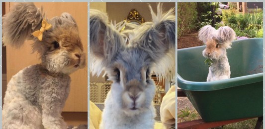 Conoce a Wally, el conejo más adorable del mundo