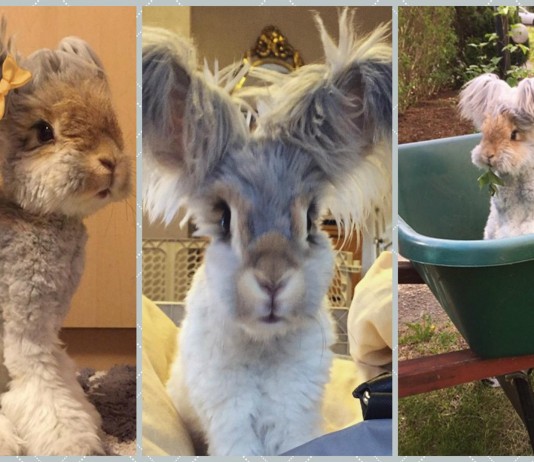 Conoce a Wally, el conejo más adorable del mundo
