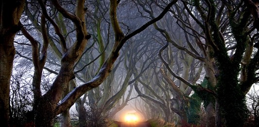 Descubre The Dark Hedges, el camino más "terrorífico" del mundo