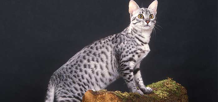 12 razas de gatos raras - Egyptian Mau