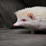 Albinismo en animales y plantas: ¡Asombroso!